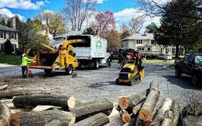 How Our Tree Care Process Works  in  Belton, SC