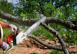 Reliable Belton, SC Tree Services Solutions