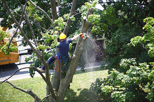 Mulching Services in Belton, SC